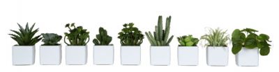 Phoenix Mini Succulente Cube Pots Set de 9 plantes artificielles blanches Tanaman  
